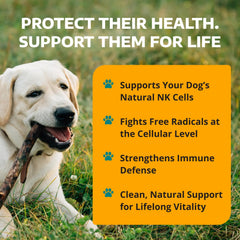 Soutien potentiel des reins et du foie chez le chien avec IP-6 1-TDC.