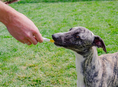 4CYTE Epiitalis Forte Gel – chien en mouvement avec flexibilité et confort.