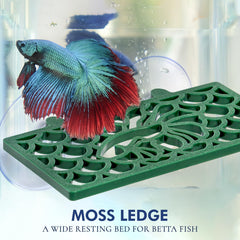 Abizoo deco-aquarium-vert-mousse : décoration naturelle avec support mousse végétal.