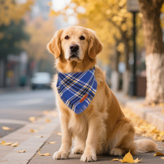 Bandana ADOGGYGO taille xl sur chien, ajustable et confortable pour grandes races.