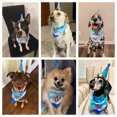 ADOGGYGO chapeau-anniversaire-chien-bleu: chapeau elastique facilitant l habillage et les photos.