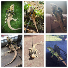 ADOGGYGO harnais dinosaure-ailes, maintien sûr lors des balades.