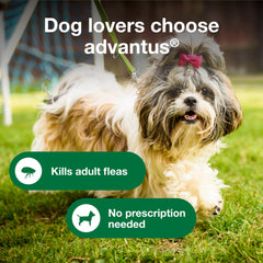 Advantus chien friandise molle convient pour chiens 4–22 lb.