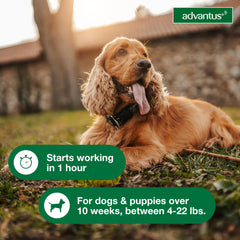 Advantus chien traitement puces pour chiots 10 semaines.