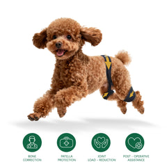 Aeegee orthèse hanche chien ajustement: positionnement précis et confort.