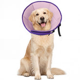 Allroaring collier-cone doux pour grand chien, confort pendant la récupération.