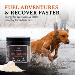 Alpha Dog Nutrition Électrolytes se dissolvent rapidement dans l'eau pour chiens actifs.