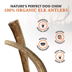 Alpha Dog Nutrition os de wapiti grand entier – mastication prolongee pour chiens puissants