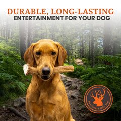 Alpha Dog Nutrition os de wapiti grand entier – qualité USA et traçabilité