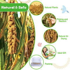 ALWZ-RDY millet, guide d’alimentation pour oiseaux canaris et perruches.