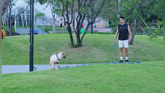 AMAGOOD laisse longue chien 50 pieds bleu, idéale pour les jeux et l'entraînement distant.