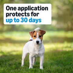 Application topique sur le dos du chien, exemple d’usage pratique.