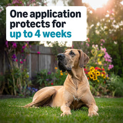 Avant et après l’application du traitement topique pour chien de grande taille.
