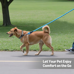 Chien en promenade en plein air avec la laisse Amazon Basics bleue.