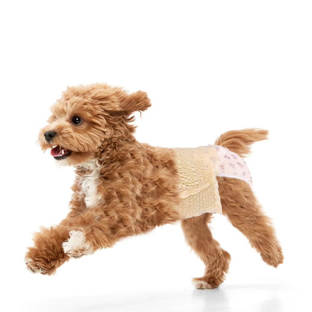 Ambreview couches-chien-femelle-01: maintien sûr sans velcro, idéal pour chiens en chaleur.