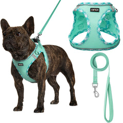 AMTOR harnais petit chien avec laisse vert: confort et sécurité lors des promenades.