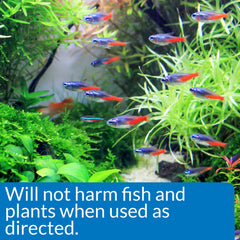 API ALGAEFIX – Verre et décorations d’aquarium restent propres après traitement.