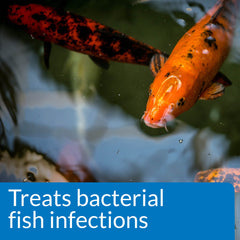API POND MELAFIX répare les nageoires endommagées des poissons.
