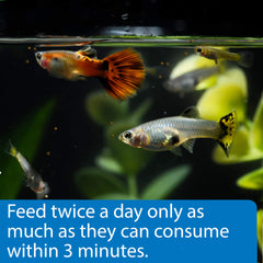 API Tropical Mini Pellets favorise une digestion efficace chez les poissons.
