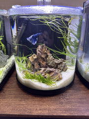 Sable Aqua Natural issu de Nouvelle Zélande, pratique éthique et durable pour vivariums
