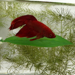 Aquarigram hamac-feuille betta-repos-esthetique: décor naturel et zen pour votre bac.