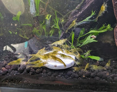 Disque calcium Aquatic Foods Inc. pour ecrevisse, contribue au développement des carapaces.