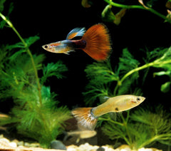 Guppys dégustent les granulés Aquatic Foods Inc.; spiruline et colorants soutiennent les couleurs