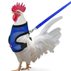 Harnais Arbootjin bleu pour poulet, vue frontale, confort respirant lors de la promenade.