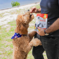 Ark Naturals friandises articulations chien, favorisant le confort articulaire et la routine.