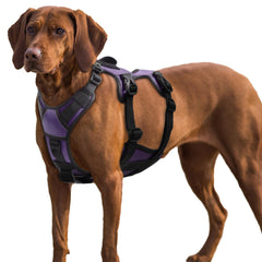 AUROTH harnais anti-fuite avec section ventre détachable pour un ajustement sécurisé lors des promenades.
