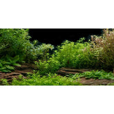 Fond AWERT d'aquarium avec rivage et plantes verdoyantes pour un cadre naturel.