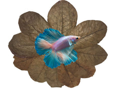 Awesome Aquatic Feuilles Catappa indiennes, 4-6 po, couleur plus vive et habitat plus naturel