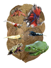 Awesome Aquatic Feuilles Catappa indiennes, pack de 10 feuilles pour amélioration visuelle et bien-être aquatique