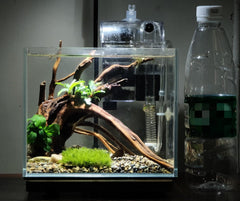 AWXZOM petit volume pour Betta et poissons ornamentaux dans un espace compact.