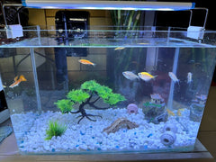 AWXZOM pont-poisson: zones d’exploration et jeu dans l’aquarium.