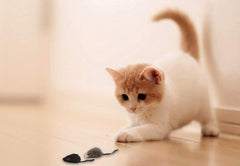 AXEL PETS : collection de trois couleurs noir, blanc et gris pour varier les sessions.