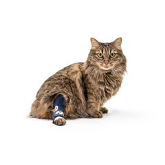 Balto Attelle Jarret Chat XS pour soutien et mobilité accrus