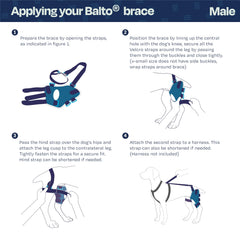 Balto Jump: genou chien stabilisation pour arthrose et mobilité.