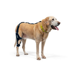 Balto Jump genou droit, soutien fiable grâce aux sangles ajustables pour chien XL.
