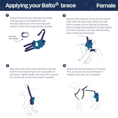 Balto Jump utilisé avant ou après chirurgie pour un soutien progressif.