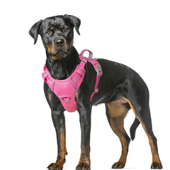 BARKBAY harnais anti-tirage avant en rose pour promenades plus calmes