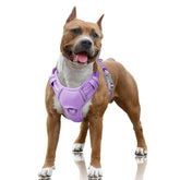 Harnais BarkBay clip-avant pour un contrôle facilité lors des promenades.