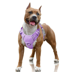 Harnais BarkBay clip-avant pour un contrôle facilité lors des promenades.