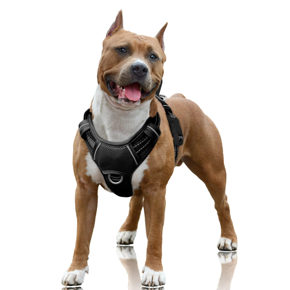 Harnais BarkBay sans tir avec clip avant pour promenades calmes et contrôlées.