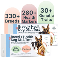 Basepaws Kit ADN Chien – présentation du kit et identification des origines possibles.