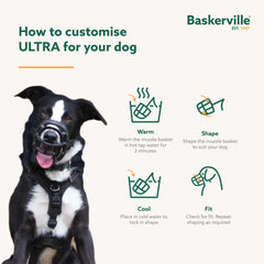 Baskerville Ultra Muzzle – sécurité renforcée avec attache-cou sécurisée.