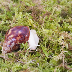 Begeterday mousse humidité enclos escargots, habitat naturel amélioré