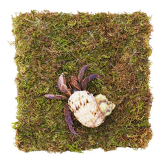 Begeterday mur-escalade pour crabe hermite 15 cm favorisant l'escalade et l'exploration