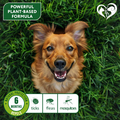 Collier Beloved Pets sans morsure pour chiens actifs