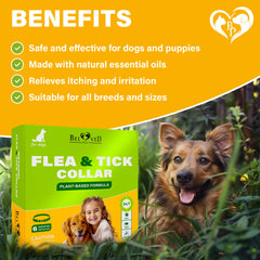 Collier Beloved Pets huiles essentielles chien, solution naturelle efficace